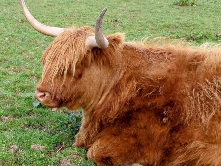 Highland Cow