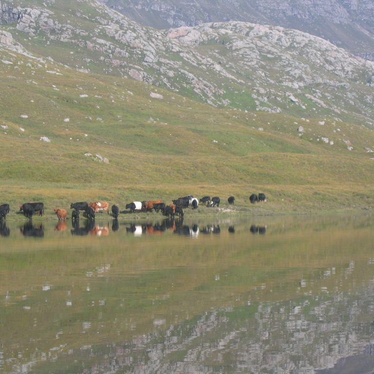 Cows enjoying a lochside drink